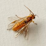 Nematus fagi